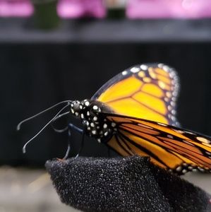 Meet your Posher, Leah